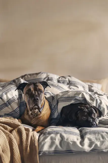 Gustav Ovland Apell bäddset 150x210/50x60 Blå / Blåbär 